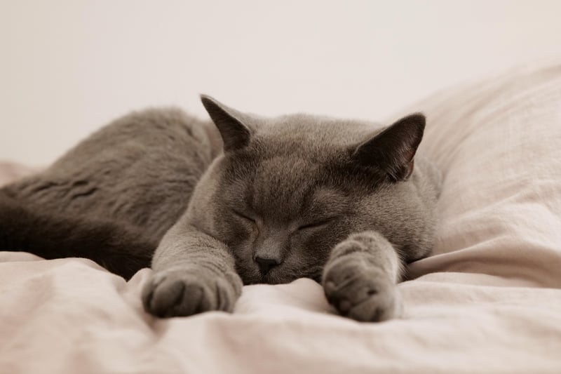 Sleep